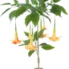 Homeville Kunstig Daturatræ orange 120 cm