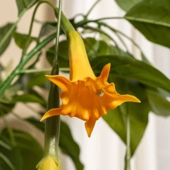 Homeville Kunstig Daturatræ orange 120 cm