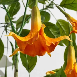 Homeville Kunstig Daturatræ orange 140 cm