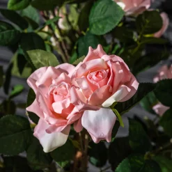 Homeville Kunstig Rosetræ lyserød 140 cm
