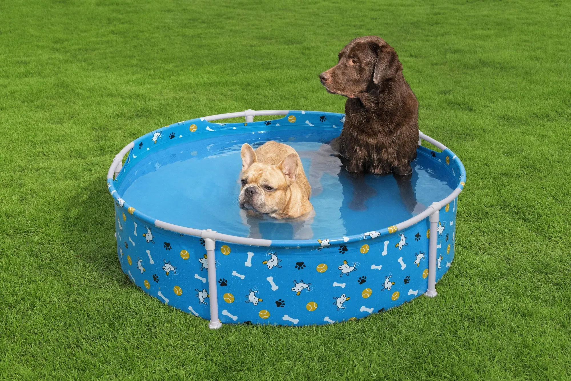 Bestway Pool til kæledyr